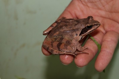 Rana dalmatina